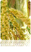 Hoa cau Maui.jpg