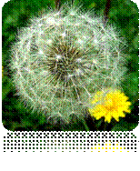 DandelionSeedhead.jpg